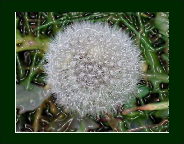 photo "plastic nature" tags: nature, flowers