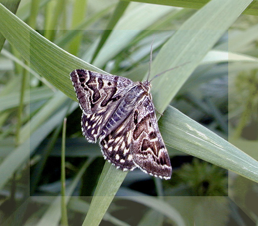 photo "Butterfly 2" tags: macro and close-up, nature, insect