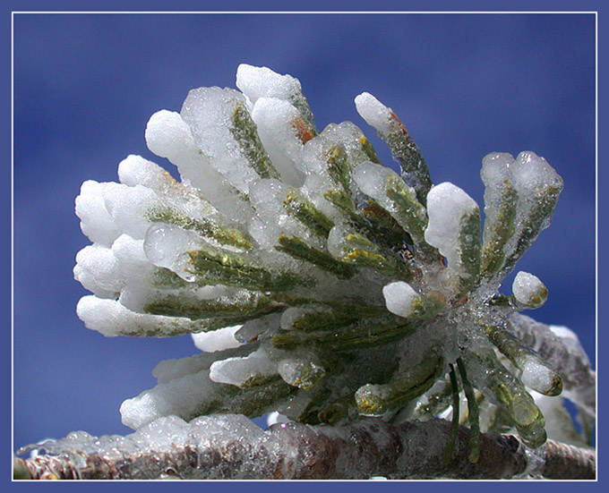 photo "Alive crystals." tags: macro and close-up, nature, flowers