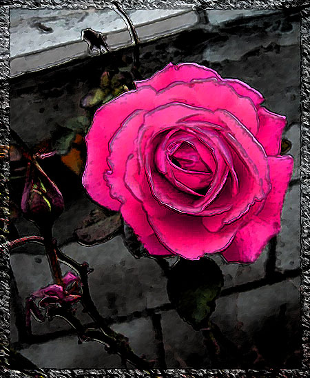 photo "Rose" tags: nature, montage, flowers