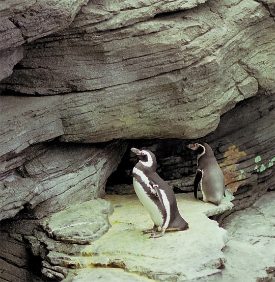 photo "Loneliness together" tags: nature, genre, wild animals