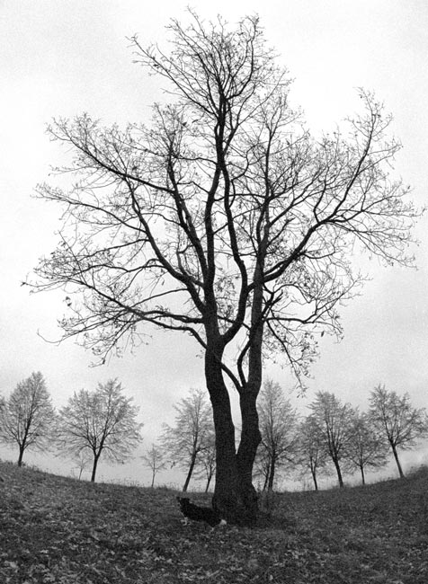 фото "Дерево" метки: пейзаж, 