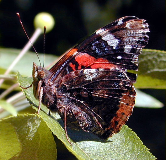 фото "Butterfly 3" метки: макро и крупный план, природа, цветы