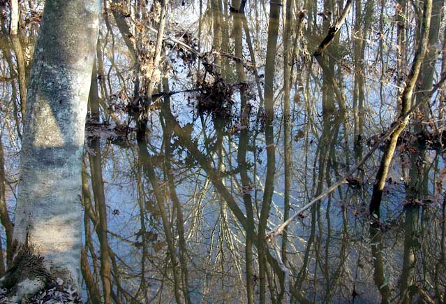 photo "River Reflections" tags: landscape, forest, water