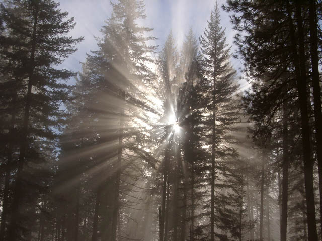 фото "Treescape" метки: пейзаж, лес