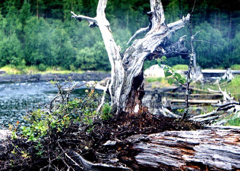 photo "Taiga bansai." tags: nature, still life, 