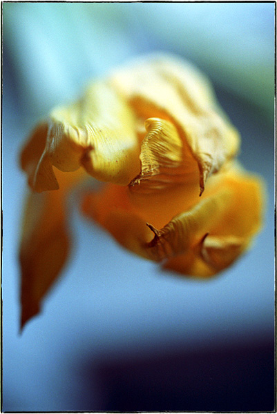 photo "Yellow-2" tags: macro and close-up, nature, flowers