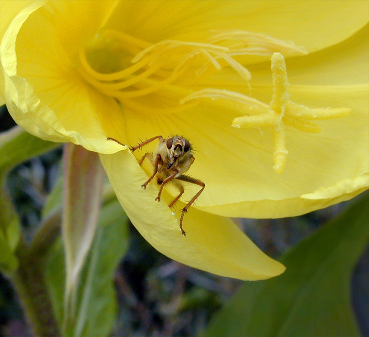 photo "Insect 4" tags: macro and close-up, nature, insect