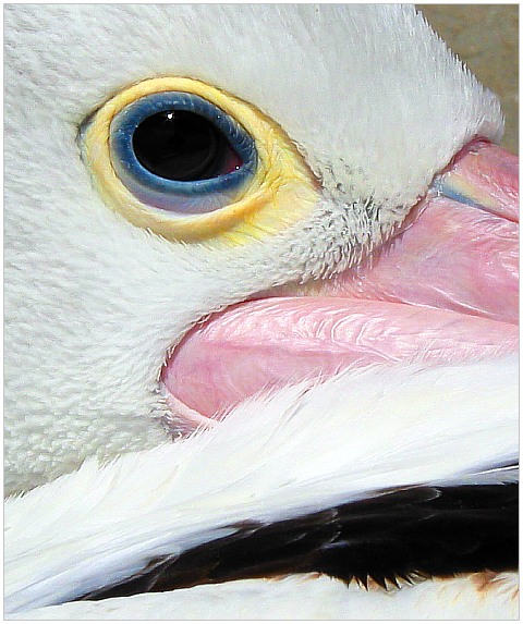 photo "Pelican eye" tags: nature, travel, Australia, wild animals