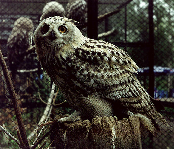 photo "Owl N 2" tags: nature, reporting, wild animals