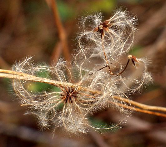 photo "Nature`s Sparklers" tags: nature, macro and close-up, flowers