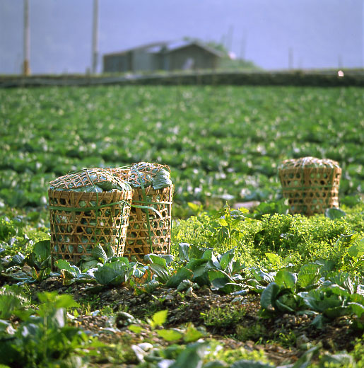 photo "The Vegetable Field in Taiwan" tags: nature, 