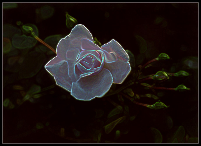 photo "Tenderness in twilight (1)" tags: montage, nature, flowers