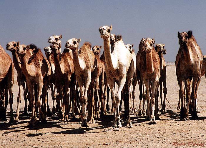 photo "Camels" tags: travel, nature, Africa, wild animals