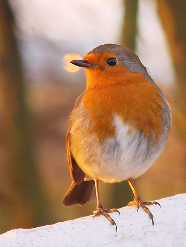 photo "Robin" tags: nature, misc., 