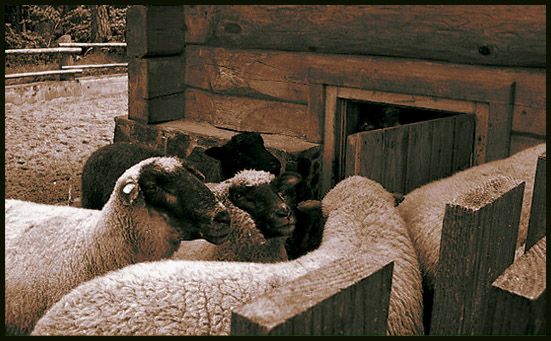 photo "Bedtime sheep who never jump over my fence" tags: genre, nature, pets/farm animals