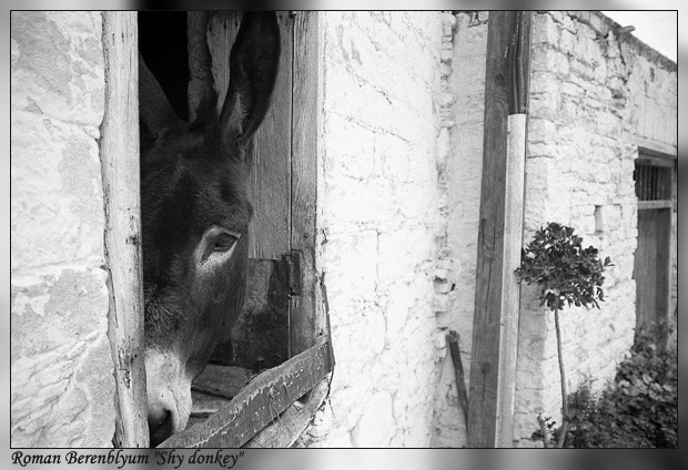 photo "Shy donkey" tags: portrait, nature, children, pets/farm animals