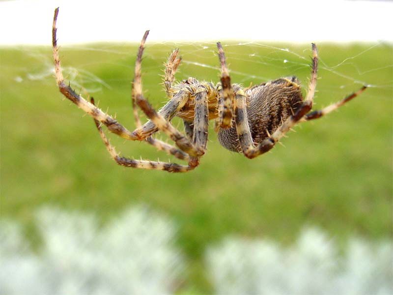 photo "Tiger spider" tags: macro and close-up, nature, insect