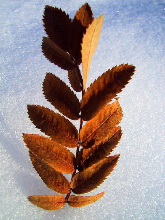 photo "Fire Leaf" tags: macro and close-up, nature, flowers