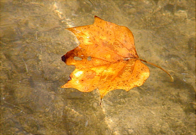 photo "A Maple Float..." tags: nature, flowers