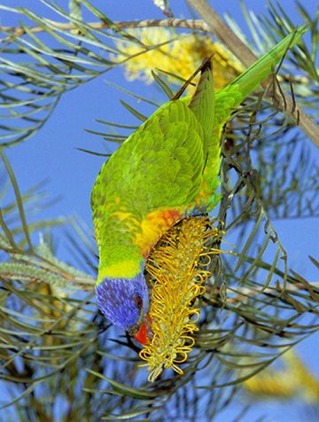 photo "Rainbow lorekeet" tags: nature, travel, Australia, wild animals