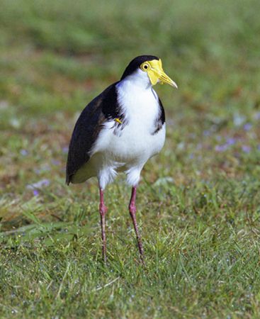 photo "spurwinged plover" tags: nature, travel, Australia, wild animals