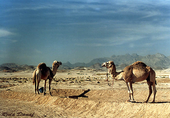 photo "Desert Ship" tags: travel, nature, Africa, wild animals