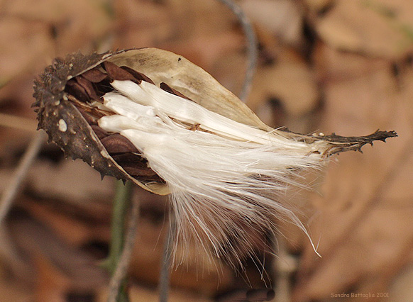 photo "Wisps on the `Half Shell`" tags: nature, macro and close-up, flowers