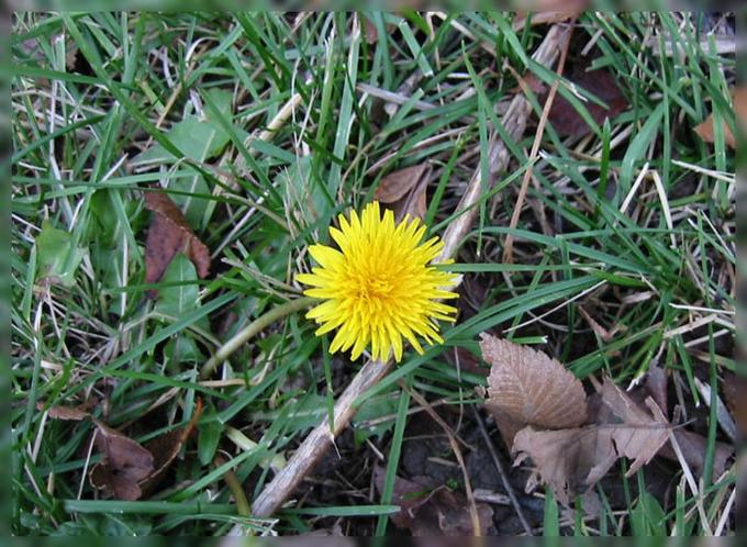 photo "The last flower" tags: nature, macro and close-up, flowers