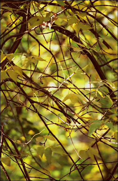 photo "Untitled photo" tags: nature, flowers