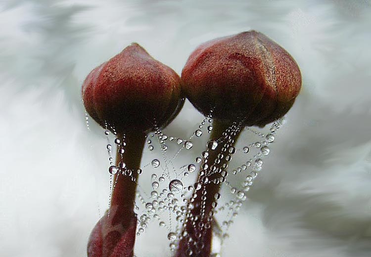 photo "Just Married" tags: macro and close-up, nature, flowers