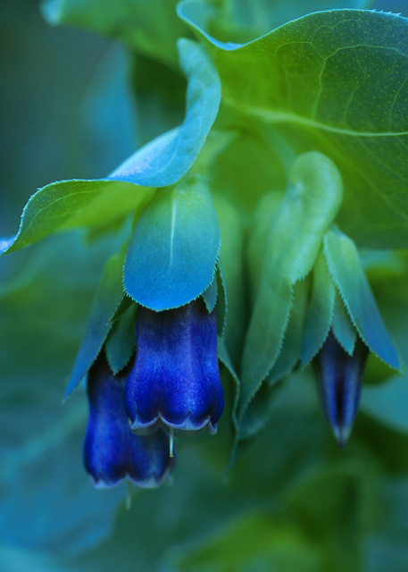 фото "Soft Green" метки: макро и крупный план, природа, цветы