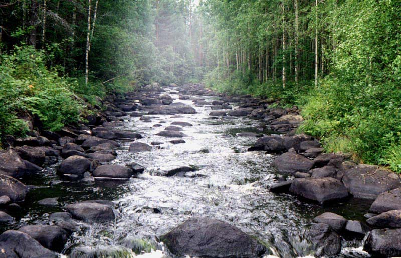photo "Morning on Dekkal brook" tags: landscape, forest, water
