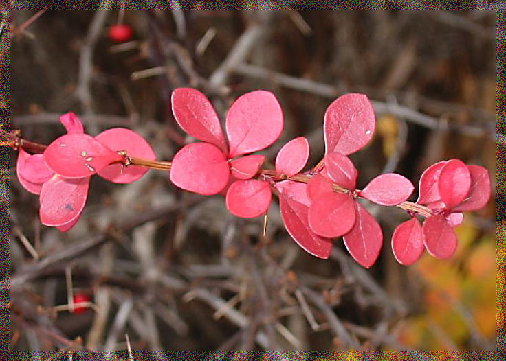 photo "red leaves" tags: nature, flowers