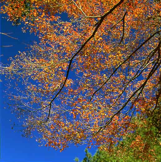 photo "Red Stars full in the Blue Sky" tags: landscape, autumn
