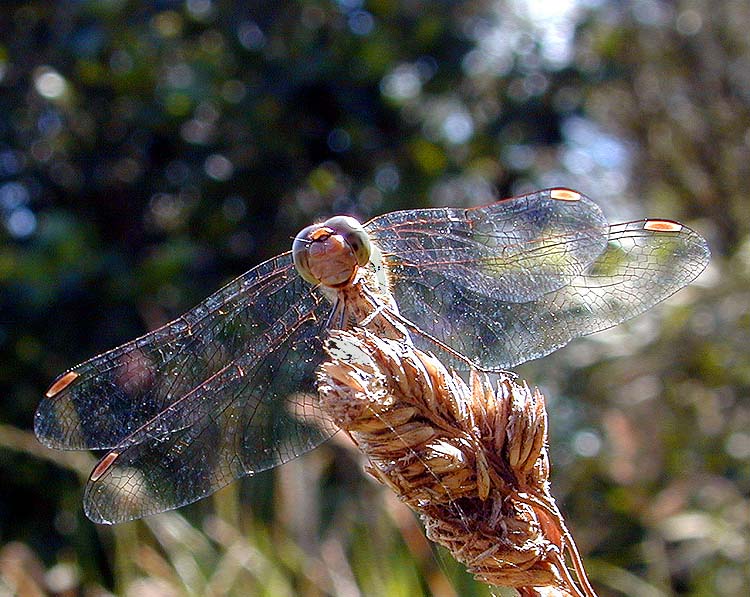 photo "Libel" tags: macro and close-up, nature, insect