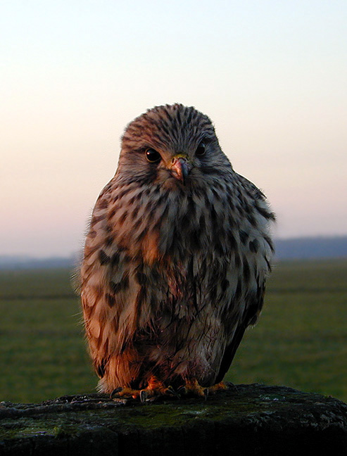 photo "Owl" tags: nature, macro and close-up, 