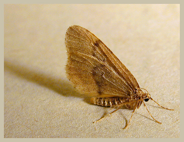 photo "Moth 1" tags: macro and close-up, nature, insect