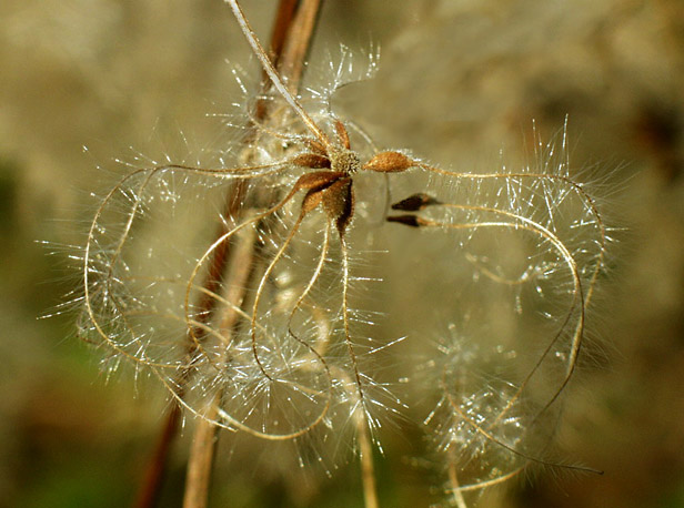 photo "Want to Hear a Secret?" tags: macro and close-up, humor, 