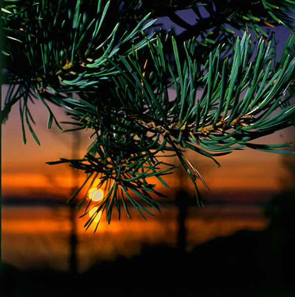 photo "Sun of a wood" tags: nature, landscape, flowers, sunset