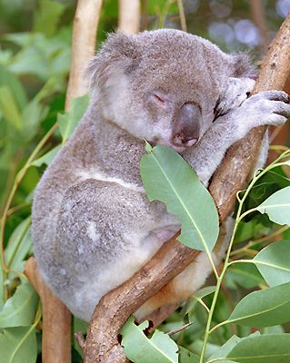 фото "Australia`s Own" метки: природа, путешествия, Австралия, дикие животные