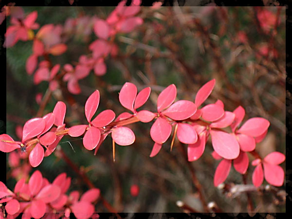 photo "Red leaves 2" tags: macro and close-up, nature, flowers