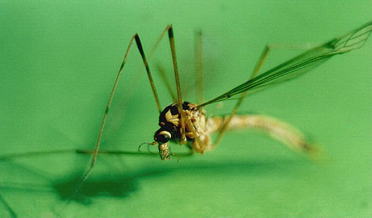 photo "Mosquito" tags: macro and close-up, nature, insect