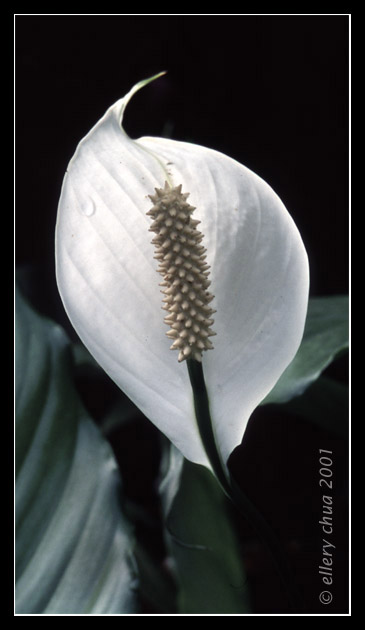 photo "Peace Lilly" tags: nature, misc., flowers