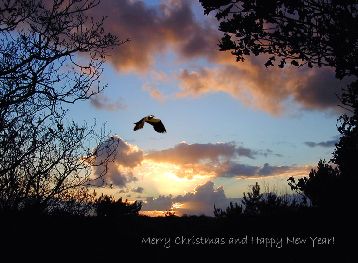 photo "Merry Christmas" tags: nature, montage, 