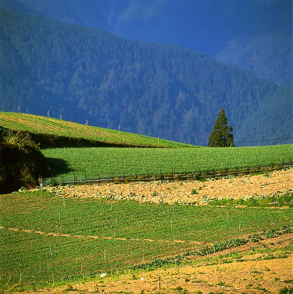 photo "Green Hill" tags: misc., landscape, mountains