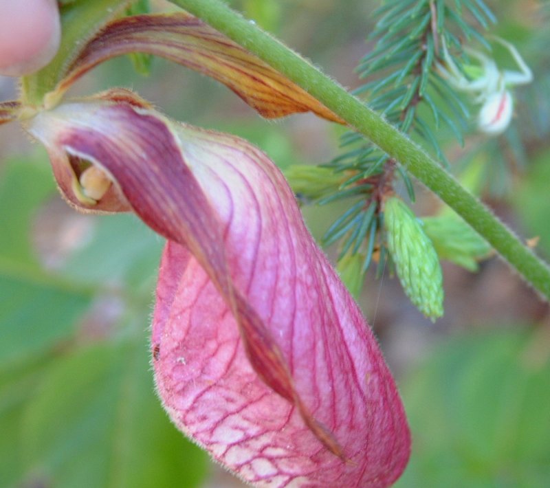 photo "Lady Slipper" tags: nature, macro and close-up, flowers