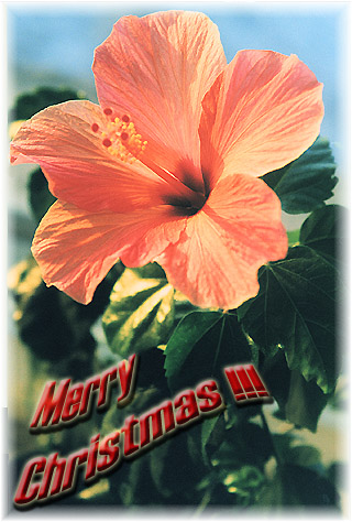 фото "С григорианским Рождеством и Новым годом" метки: природа, цветы