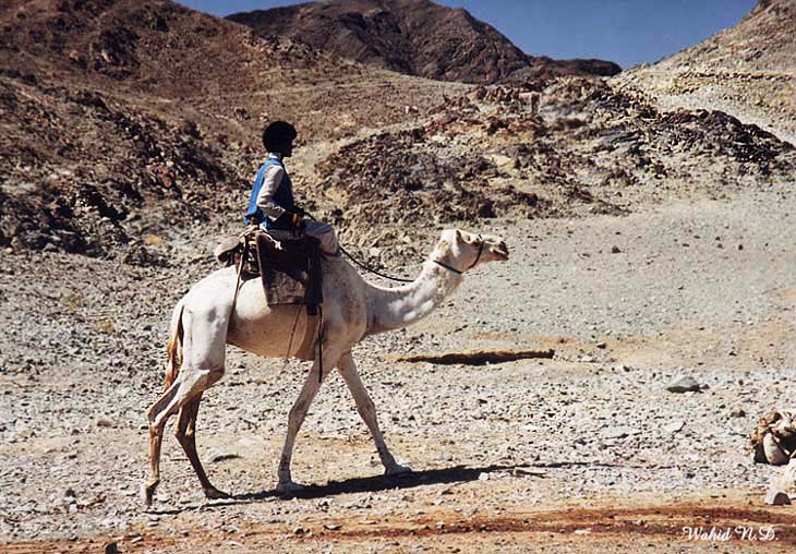 photo "Desert ship#2" tags: landscape, travel, Africa