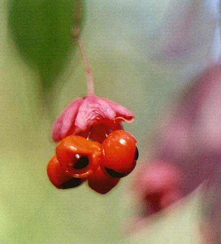 photo "Untitled photo" tags: macro and close-up, nature, flowers